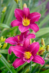 red lilies in the garden