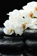 Beautiful orchid flowers with water drops on wet pebble stones against black background, closeup