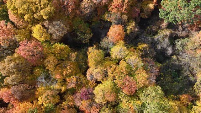 fall foliage drone perspective in the woods