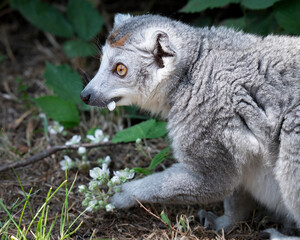 Obraz premium Male Crowned Lemur Eating White Flower Petals