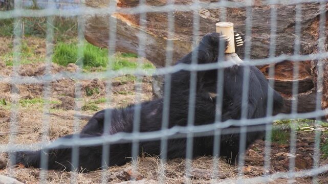 Sloth bear (Melursus ursinus) in zoo enclosure, behind mesh, on its back holding cup and licking contents, feeding, very cute