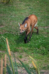 Maned Wolf Walking on Grass