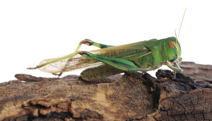 One locust on snag against white background. Wild insect