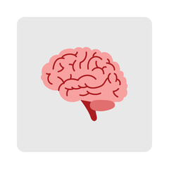 Stylized pink human brain illustration with cerebellum and brainstem