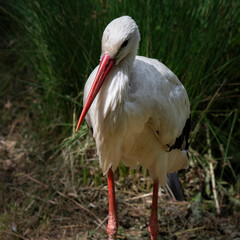 White Stork Close up Standing
