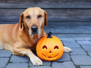 A Labrador retriever dog and a carved pumpkin lie together against a wooden background. Greeting card with copy space. Halloween concept.