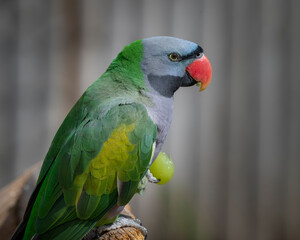 Lord Derby's parakeet Eating a Grape