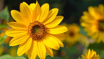 A vibrant, close-up view of a sunflower, showcasing its bright yellow petals and intricate center.