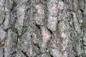 Rustic Pine Bark Texture – Natural Wooden Background for Design & Nature Projects