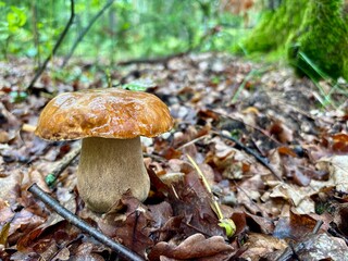 orange cap boletus © SebbPL