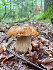 boletus edulis mushroom © SebbPL