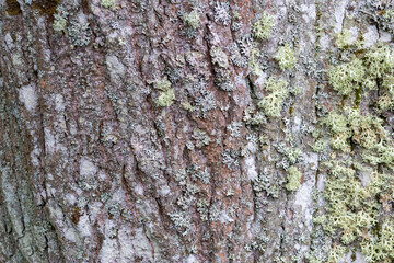 Linden Tree Bark with Lichen – Textured Natural Background for Eco Design & Forest Themes