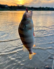 fish on the lake