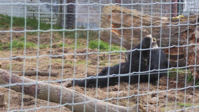 Sloth bear (Melursus ursinus) in zoo enclosure, behind mesh, wider view on its back holding cup and licking contents, feeding, very cute