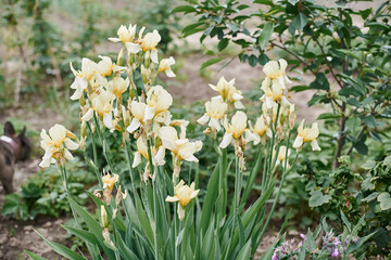 Green grass garden Irises in a flower garden