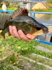 fish in hand © SebbPL