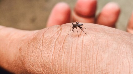 mosquito spreads the dengue virus through its bite into the skin, Mosquitoes bite the skin