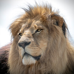 Close up Adult Male Lion