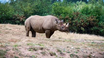 Fototapeta premium Black Rhinoceros in a Field Feeding