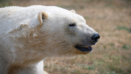 Polar Bear Close Up Portrait