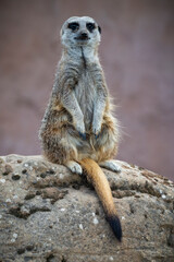 Close up Meerkat Resting on a Rock