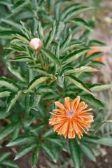 fog in the mountains houses at altitude green forest summer
