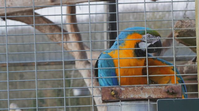 Blue and yellow macaw (Ara ararauna) aka blue and gold macaw, perched on feeder in zoo enclosure, chewing seed food
