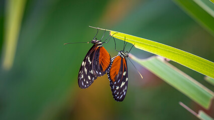 Pair of Tiger Heliconian Butterfly with Orange and Black Wings