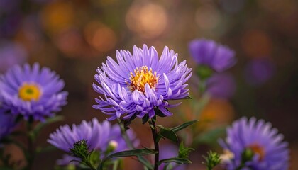 Obraz premium Vibrant purple aster flowers blooming gracefully in soft, natural light