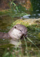 Small Otter Playing in Water