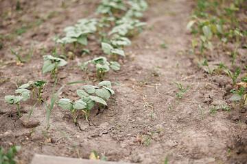 fog in the mountains houses at altitude green forest summer