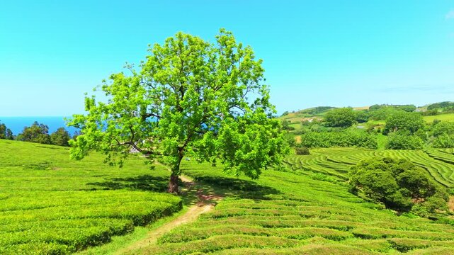 Tea Plantation. Lush Green Terraces. Azores, Sao Miguel Island. Portugal. Aerial View. Drone Orbits around Tree