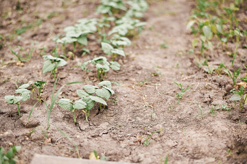 fog in the mountains houses at altitude green forest summer