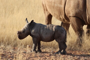 Obraz premium white rhinoceros calf with mother
