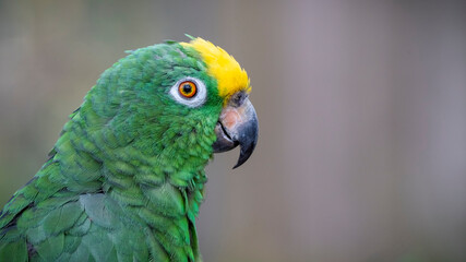 Yellow Crowned Amazon Close up Side View