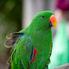 Eclectus Parrot Close up Side View