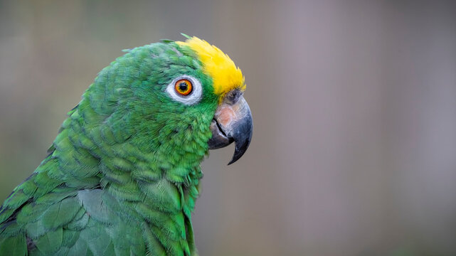 Yellow Crowned Amazon Close up Side View