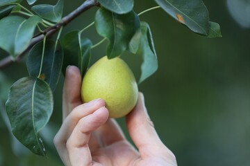 Woman picking pear from tree in garden, closeup
