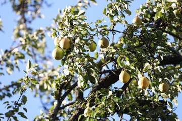 Fresh pears growing on tree against blue sky, low angle view
