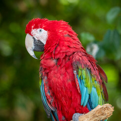 Close up Red and Green Macaw