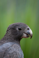 Vasa Parrot Close up Side Profile