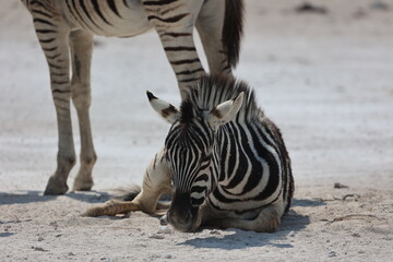 baby zebra © Marco