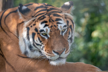 Bengal Tiger Resting Close up
