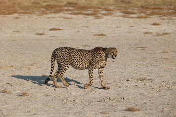 cheetah walking in the savannah