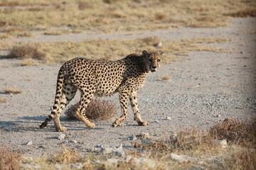 cheetah walking in the savannah