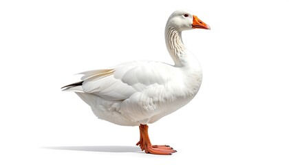 Obraz premium White goose profile