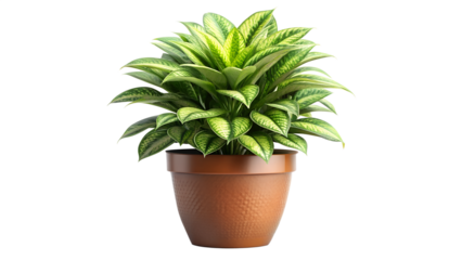 Beautiful dieffenbachia plant in a pot isolated on transparent background, a popular houseplant known for its decorative leaves and airpurifying qualities