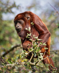Red Howler Monkey Sitting in a Tree