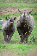 Obraz premium Black Rhinoceros Mother Calf Feeding