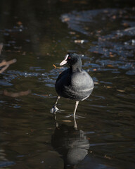 Adult Coot Standing in Shallow Water